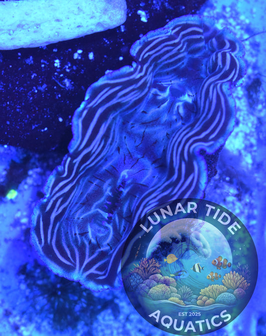 LTA - Derasa Clam
