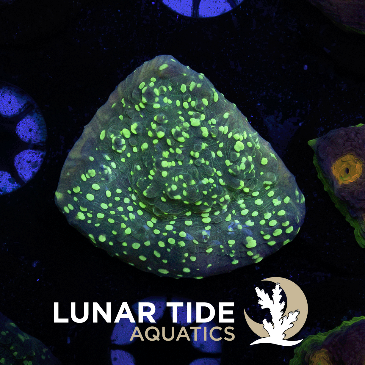 Convict Chalice coral