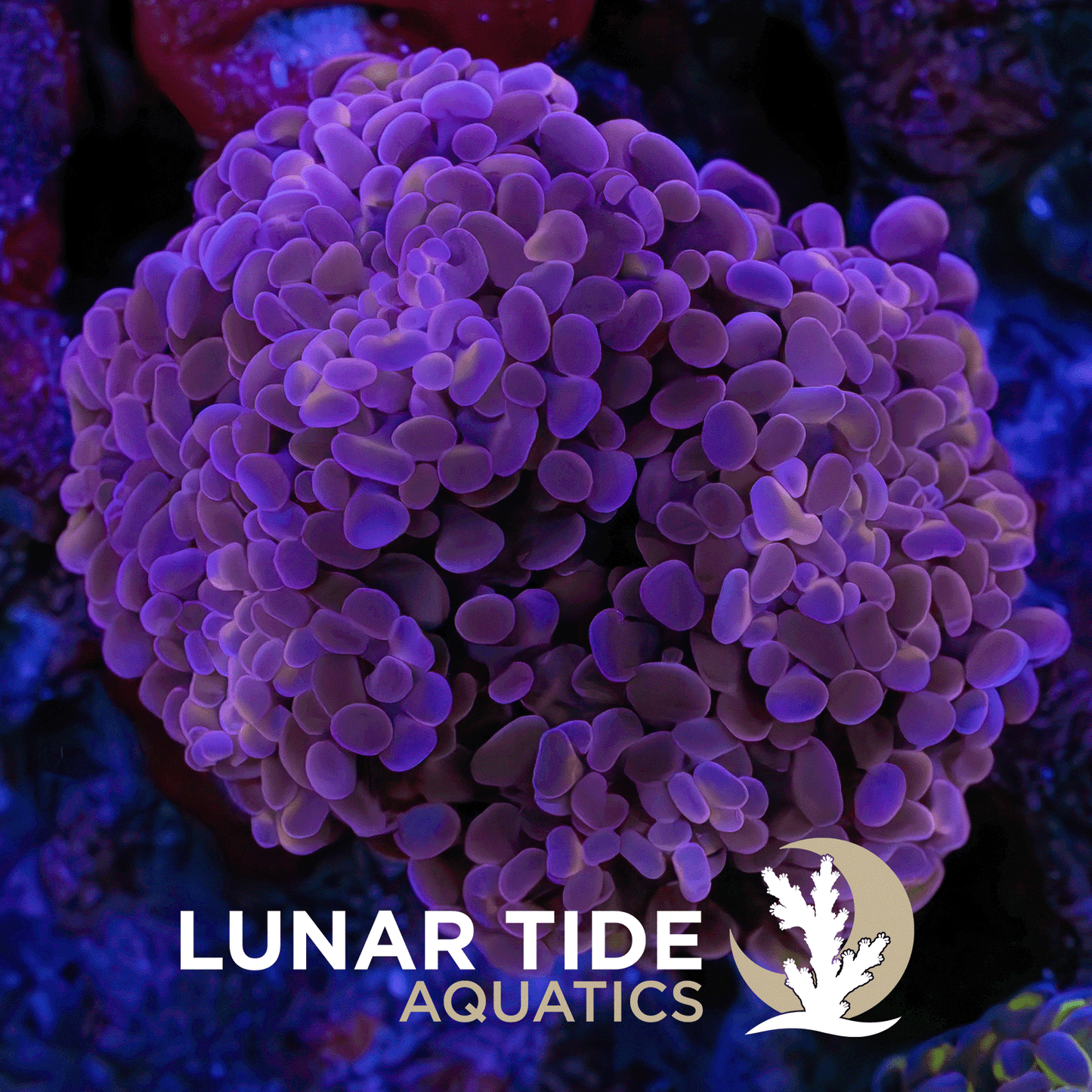 Cosmic Grape Hammer coral