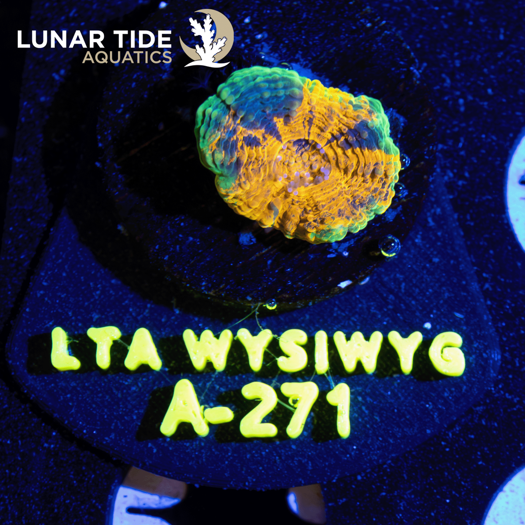 LTA Crayon Eating Echinata