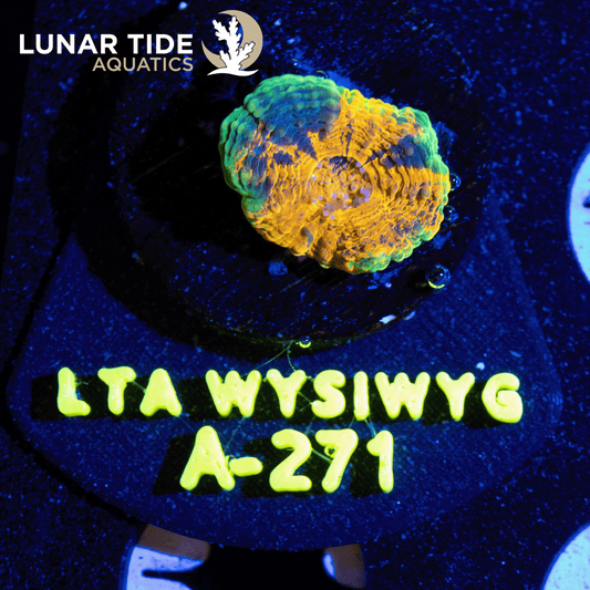 LTA Crayon Eating Echinata