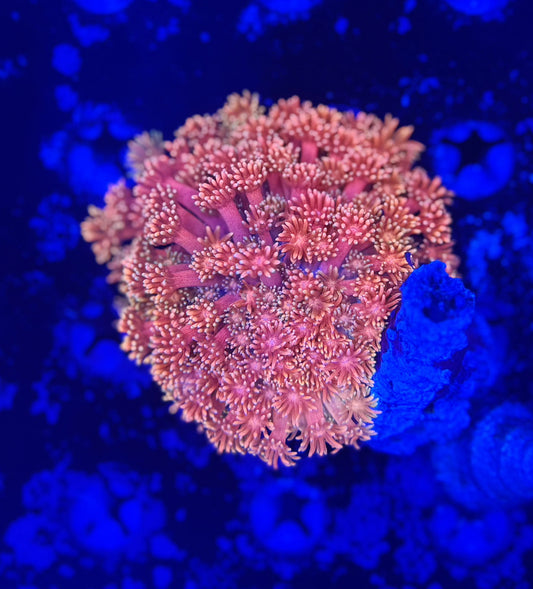LTA Dawnfire Goniopora