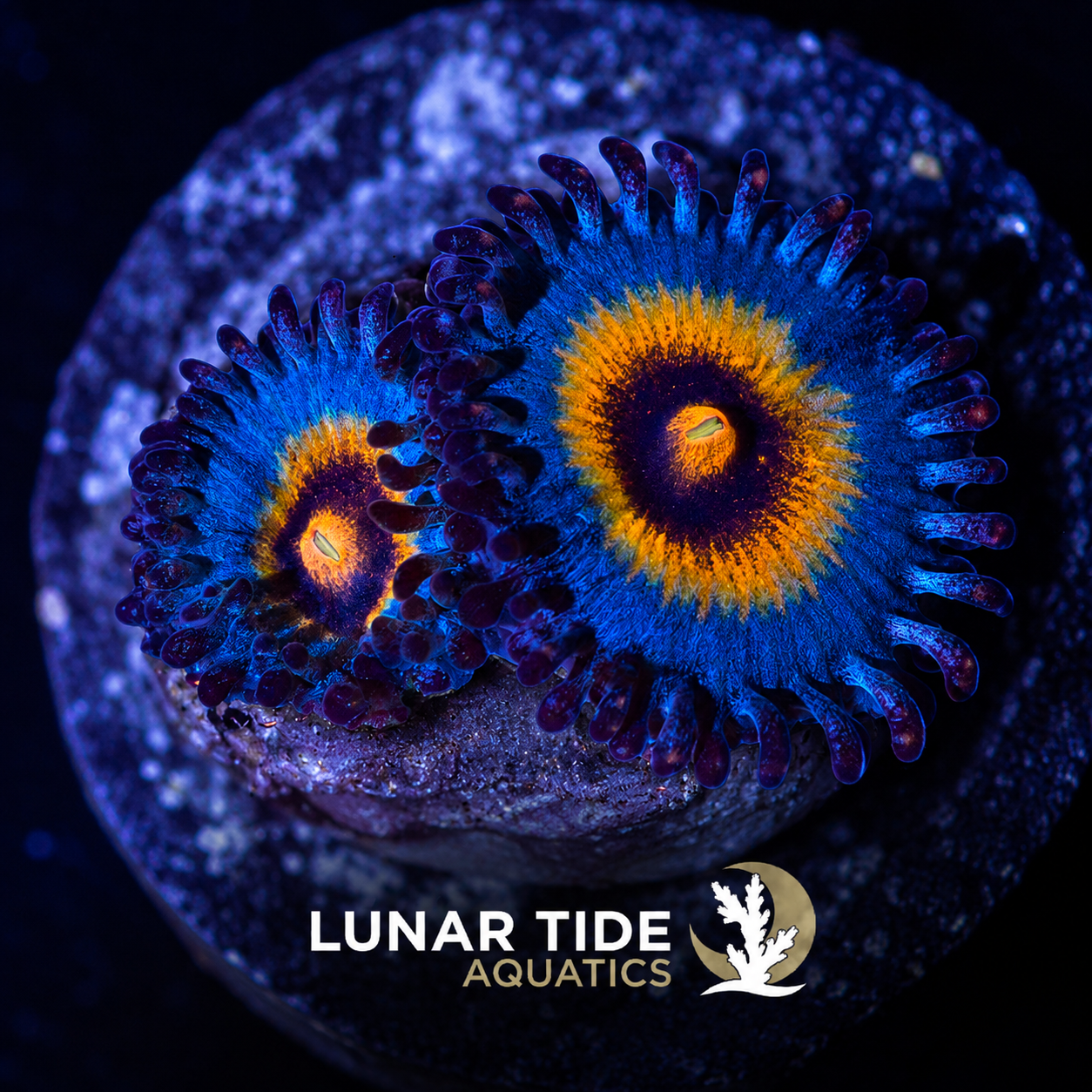 LT Wolverine  Zoanthids