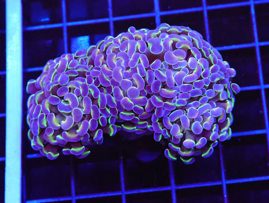 LTA Toxic Reverse Rainbow Hologram Hammer