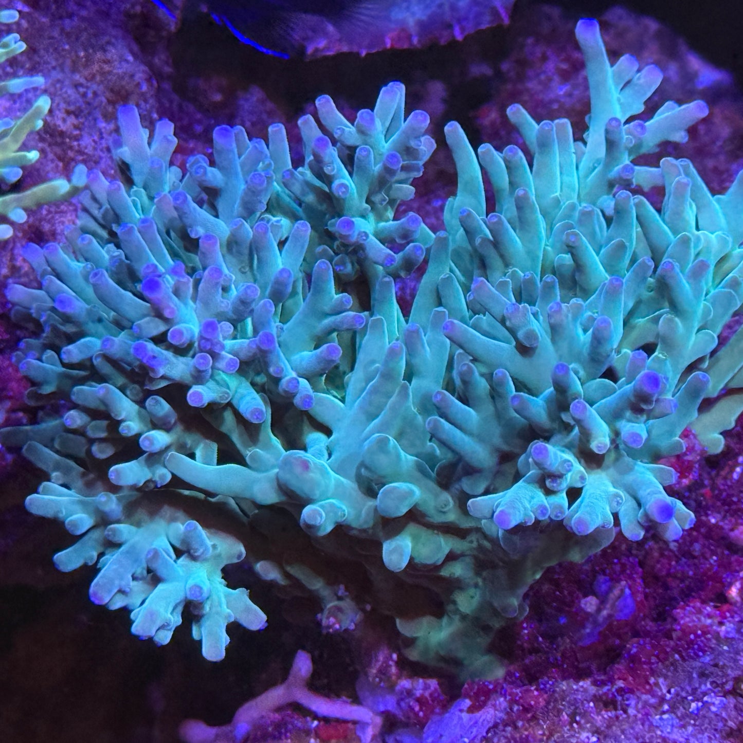 Hawkins Smooth Skin Acropora