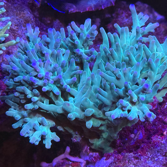 Hawkins Smooth Skin Acropora
