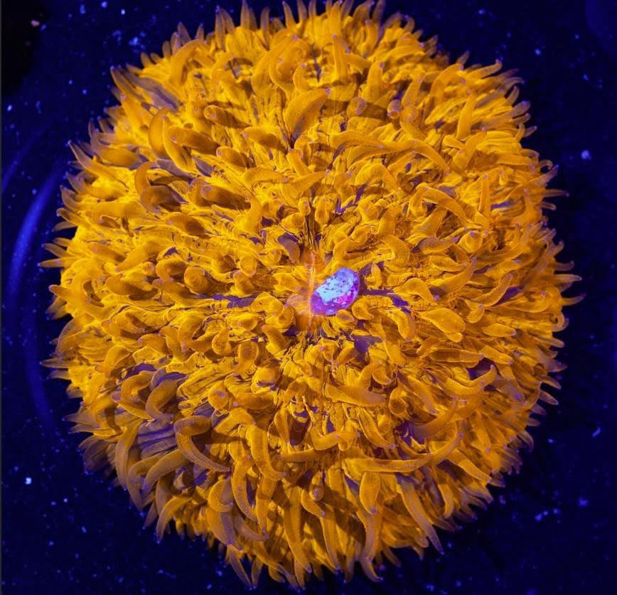 LT Orange Shock-Wave Splatter Plate Coral