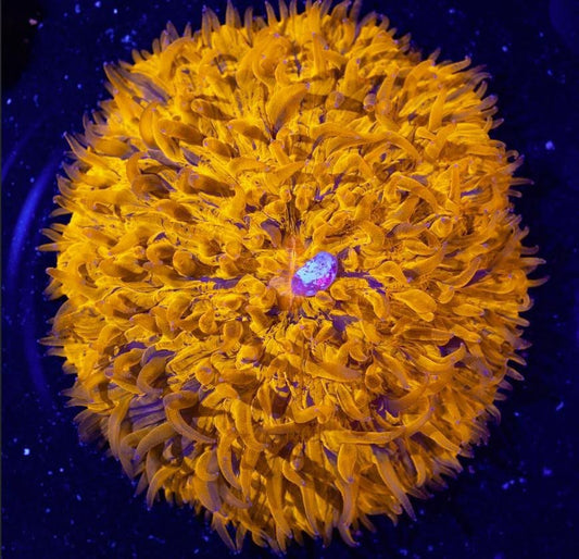 LT Orange Shock-Wave Splatter Plate Coral