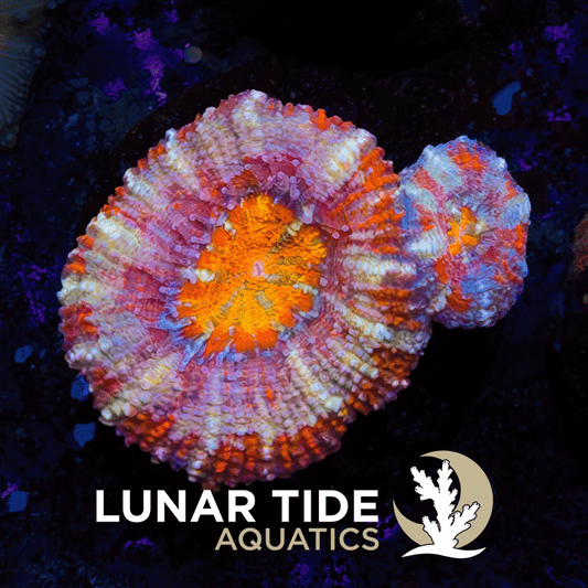 Death Star Acan coral