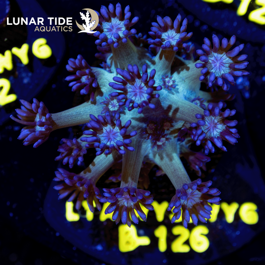 LTA Diet Dr.Glitterbomb Goniopora