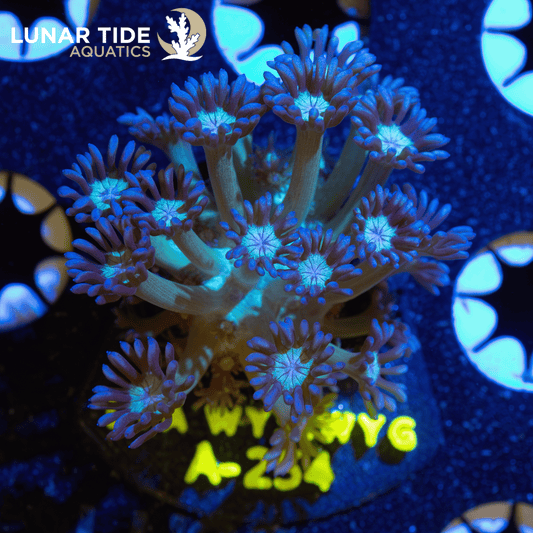 LTA Diet Dr.Glitterbomb Goniopora
