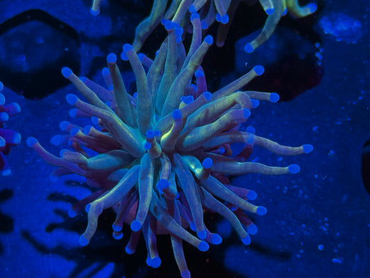 Dragon Tamer Torch Coral For Sale WYSIWYG Euphyllia