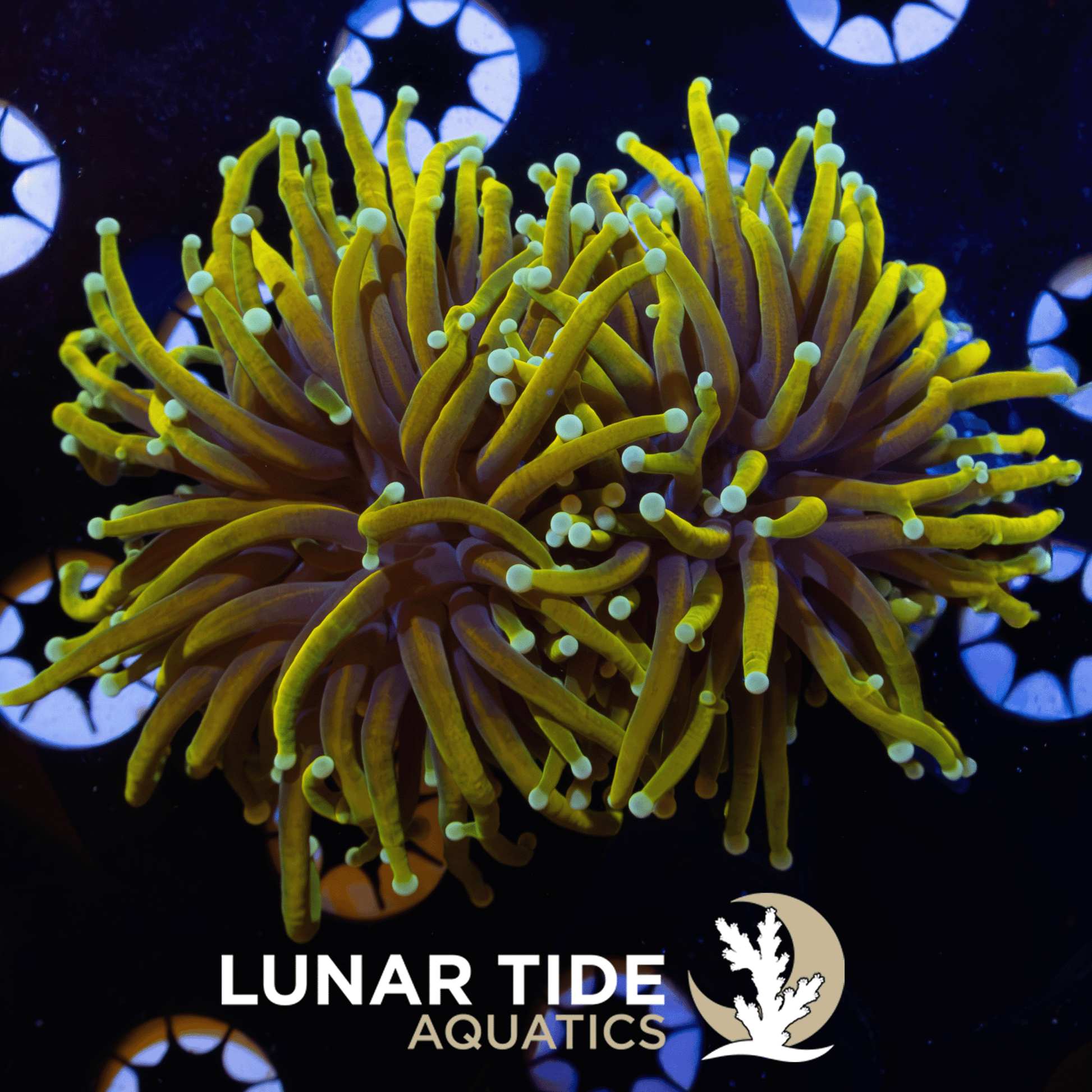 LTA Double Head Dragons Gold Torch