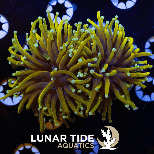 LTA Double Head Dragons Gold Torch