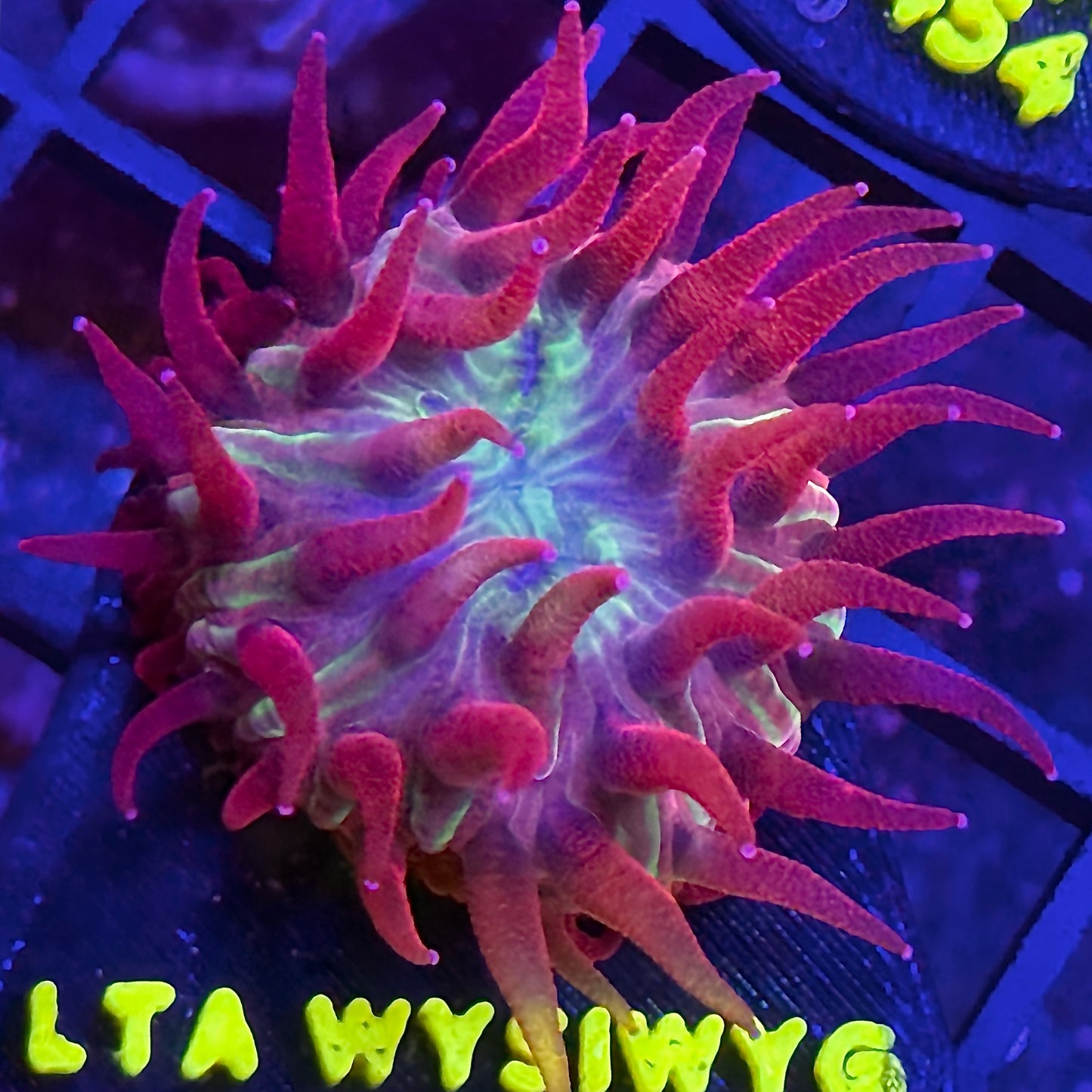 LT Super Nova Plate
