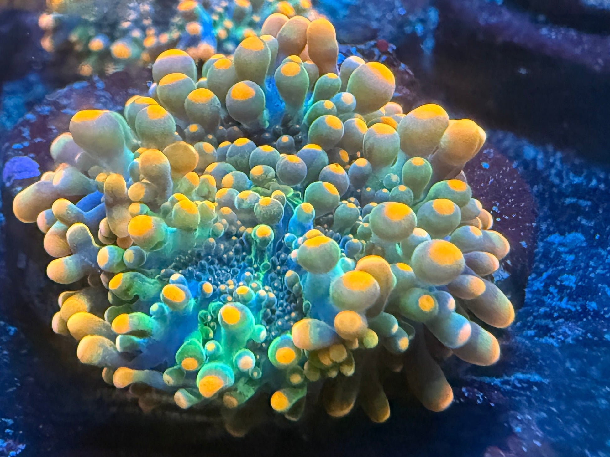 LT Godzilla Bounce Mushroom