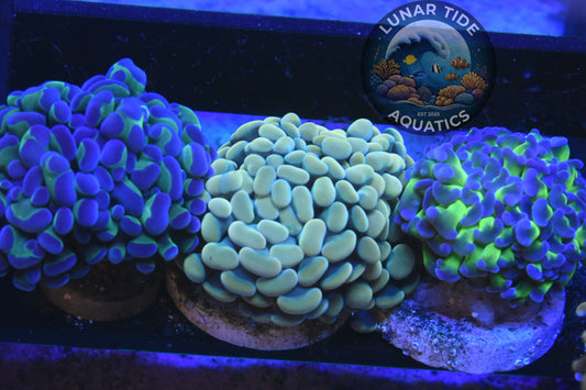 LTA - Euphyllia 3-pack
