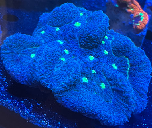 LTA Electric Ember Lobo – Lobophyllia