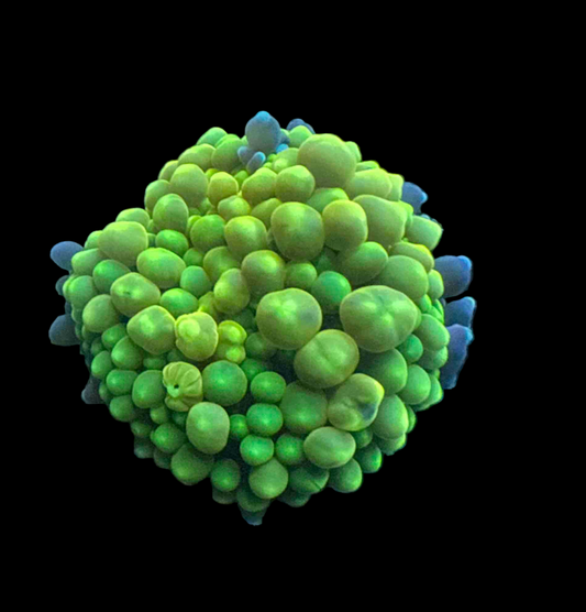 LTA - Orange Crush Yuma and Yellow Ricordea