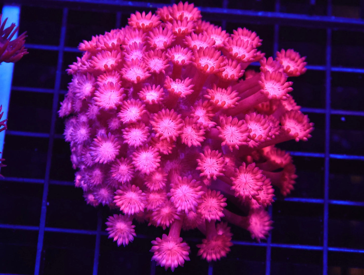 LTA HyperPink Reactor Goniopora