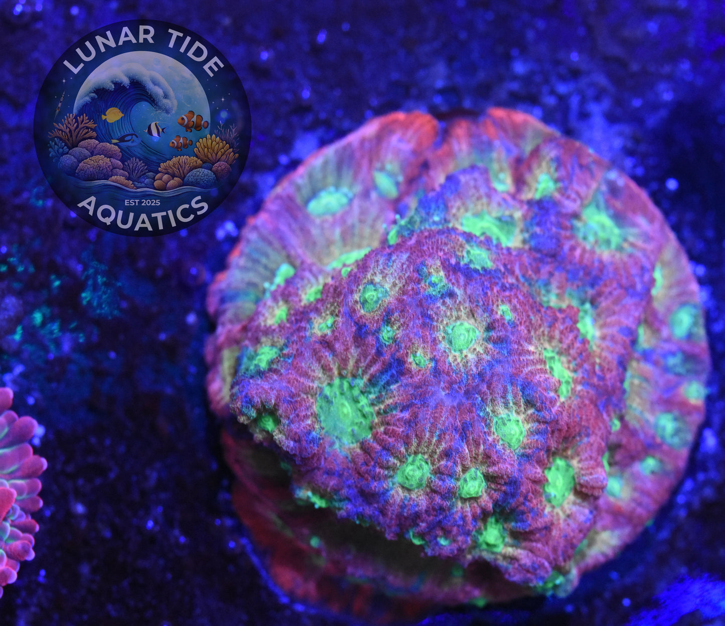 LTA - Dayglo Favia