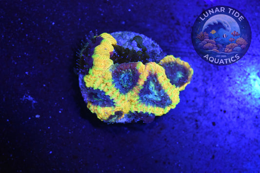 LTA - Yellow Submarine Favia (001)