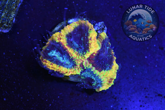 LTA - Yellow Submarine Favia (002)