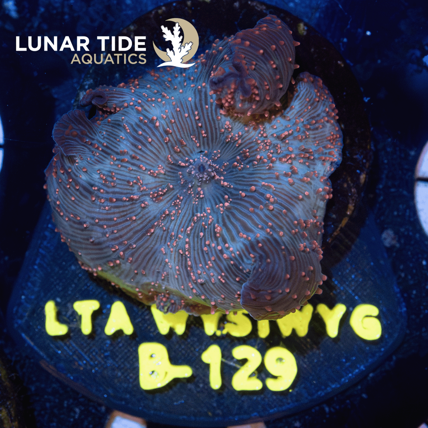 LTA Firefly Mushroom