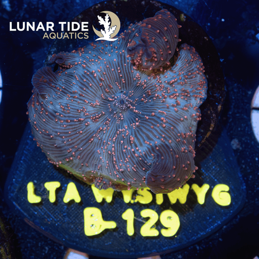 LTA Firefly Mushroom