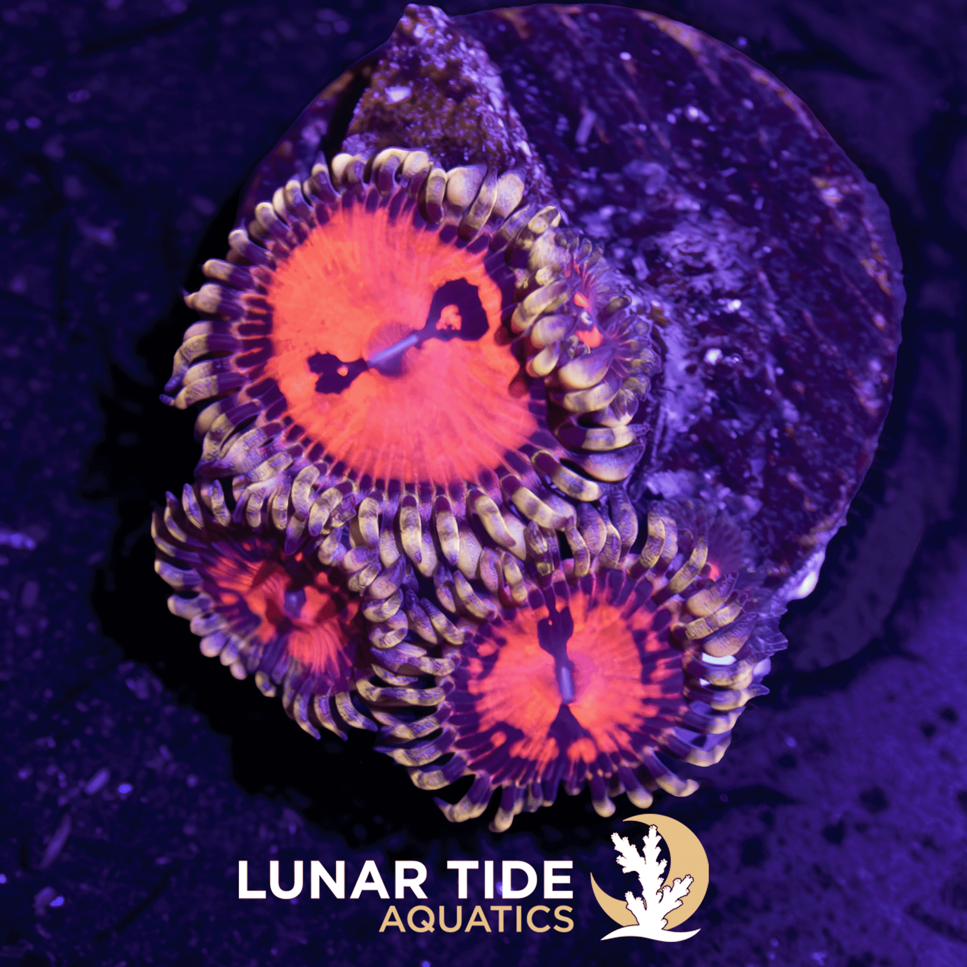 CC Flaming Brohican Zoanthids