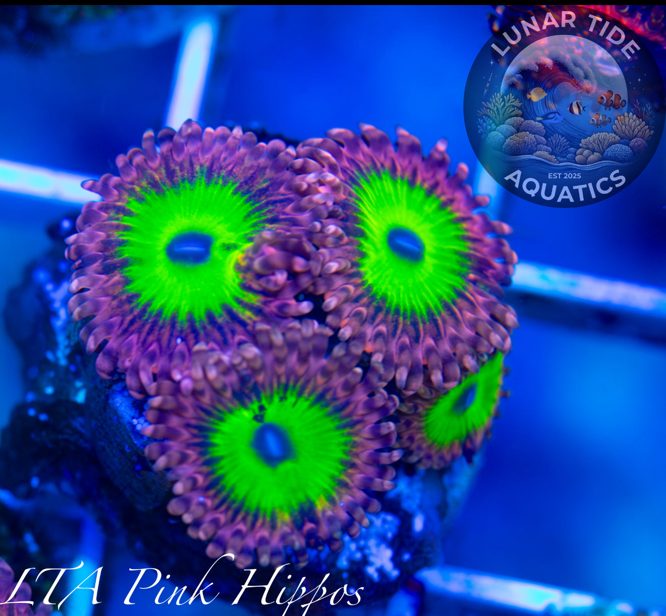 LTA Pink Hippo Zoas - ALMOST WYSIWYG