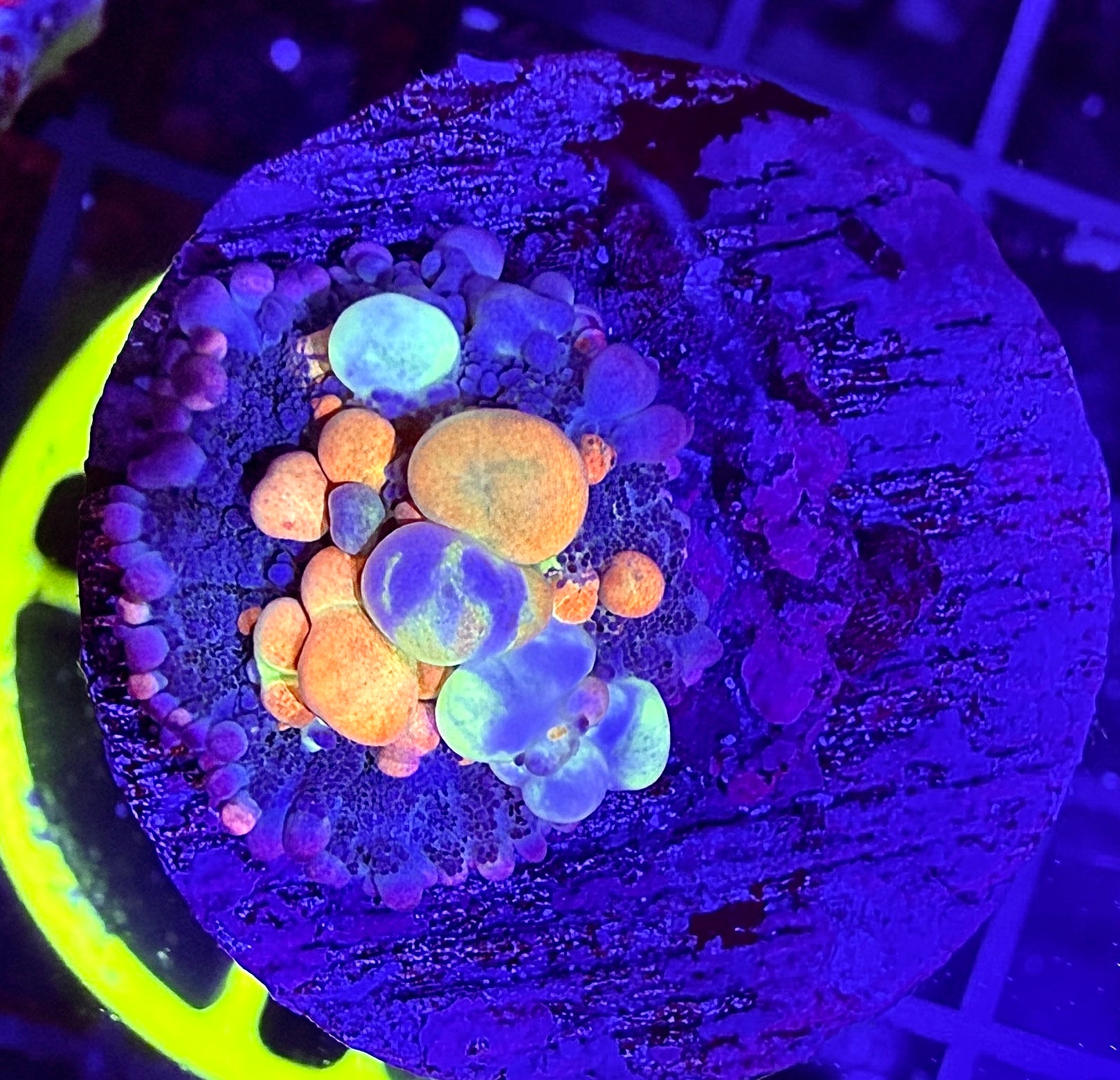 WWC OG Bounce Mushroom