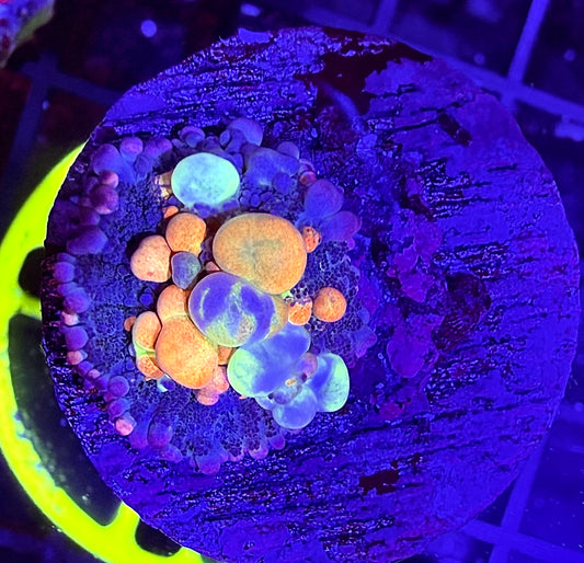 WWC OG Bounce Mushroom