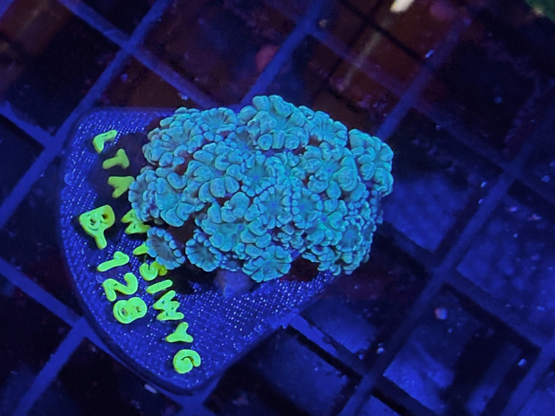 LT Mint Green Alveopora