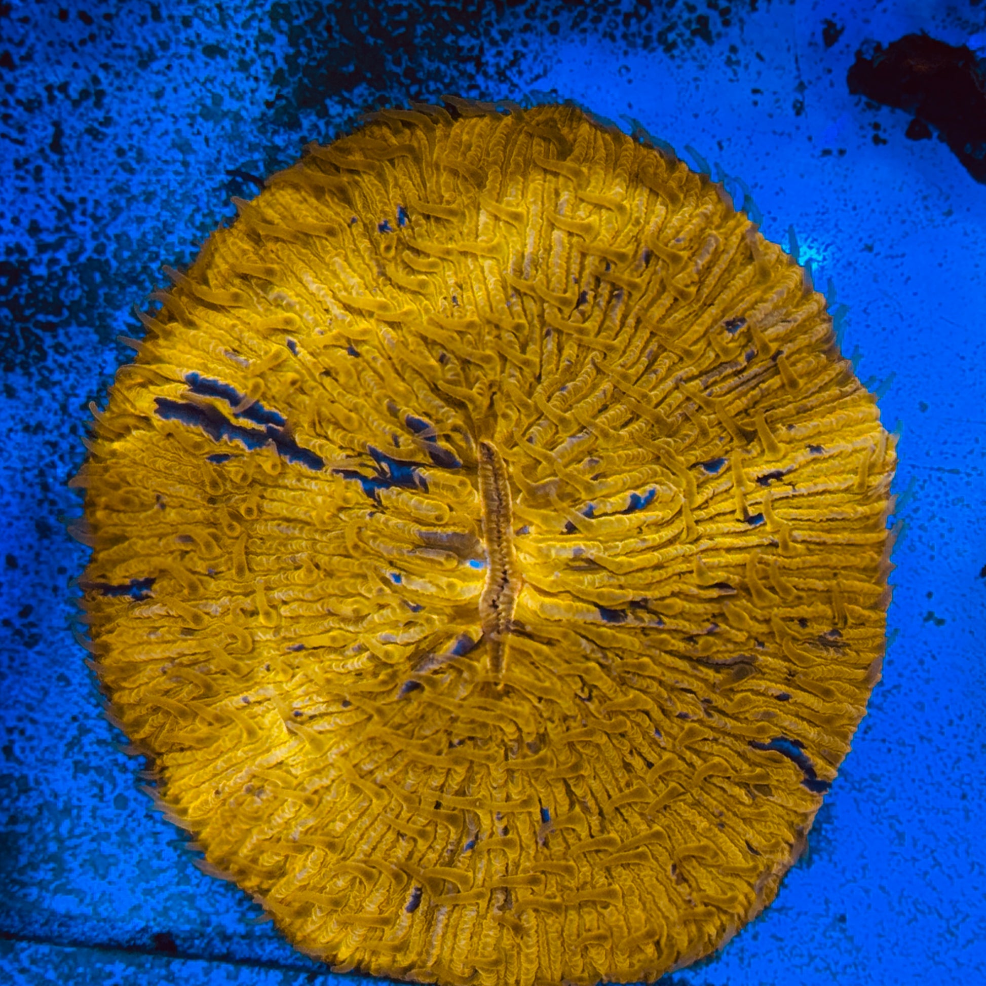LT Orange Shock-Wave Grafted Plate Coral