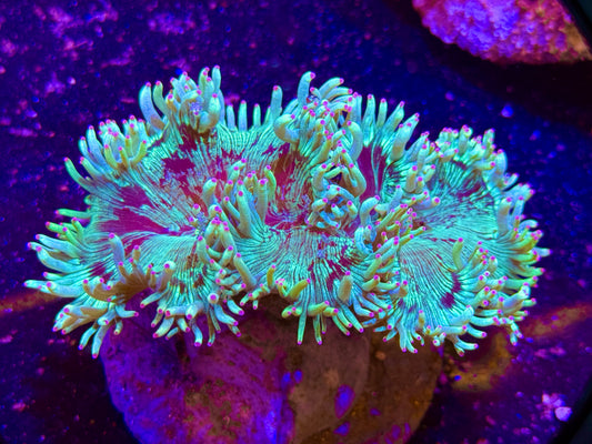 Purple Tipped Elegance Coral