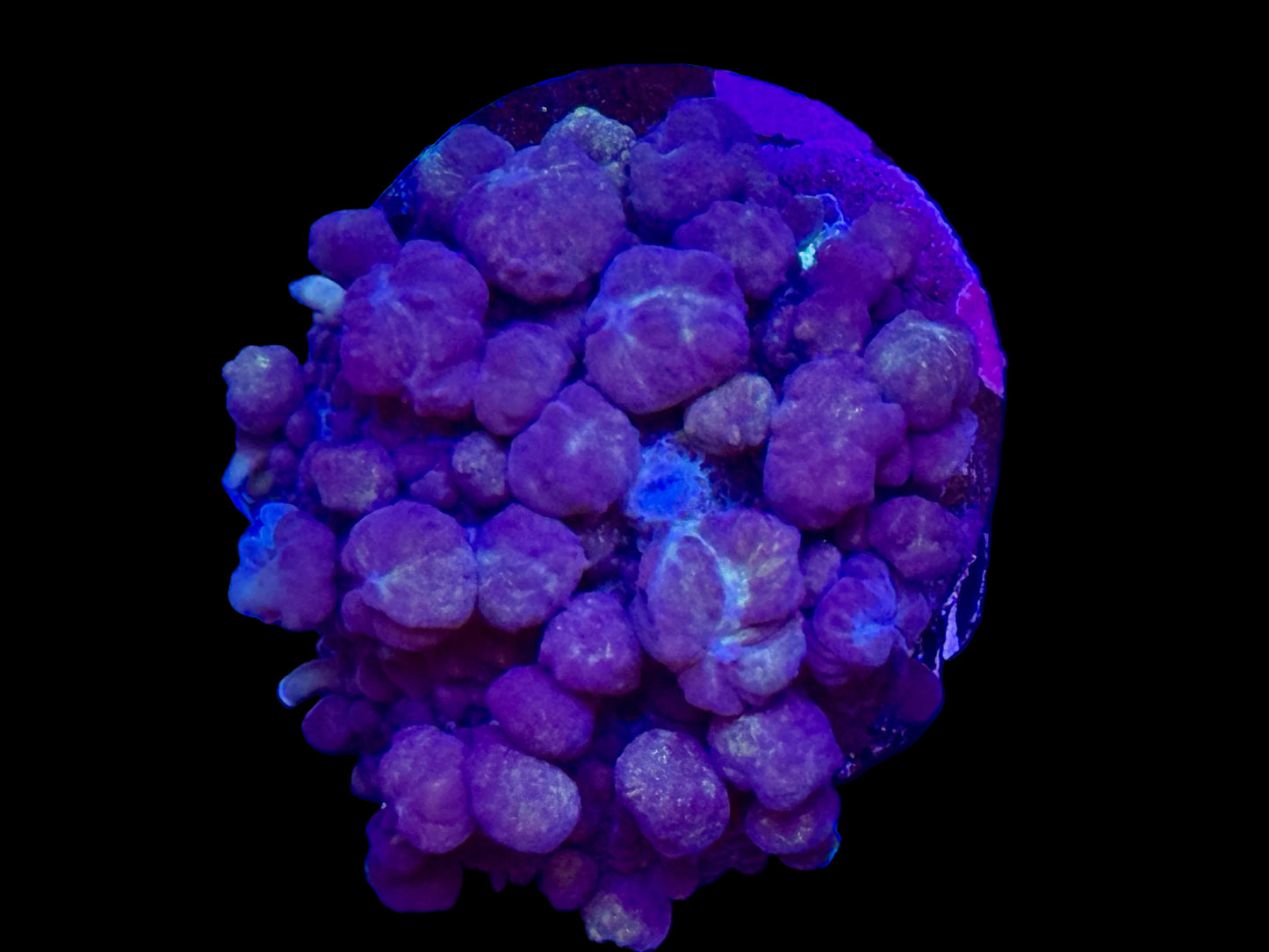 Large TSA Uranium Bounce Mushroom