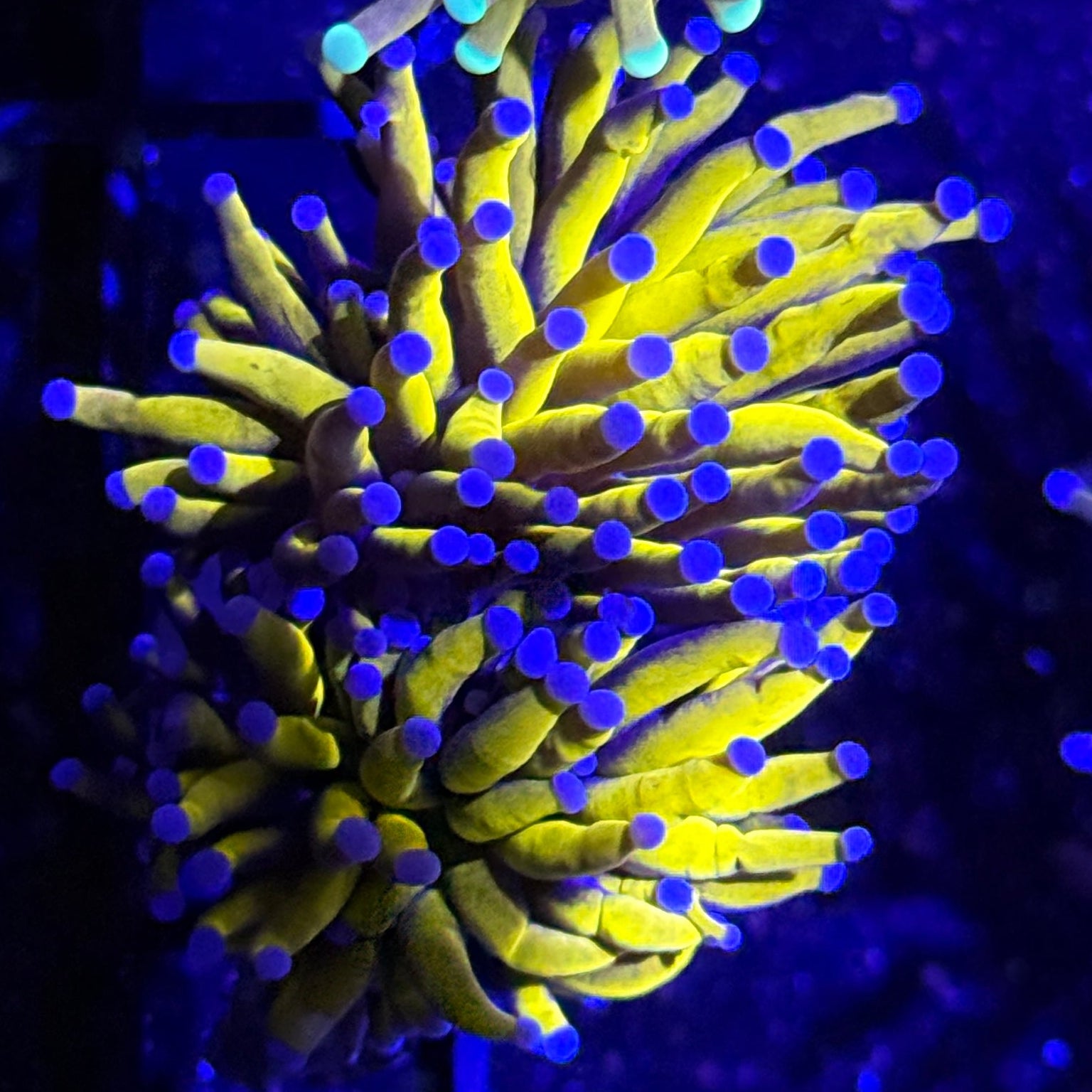 Ultra 24K Torch Coral