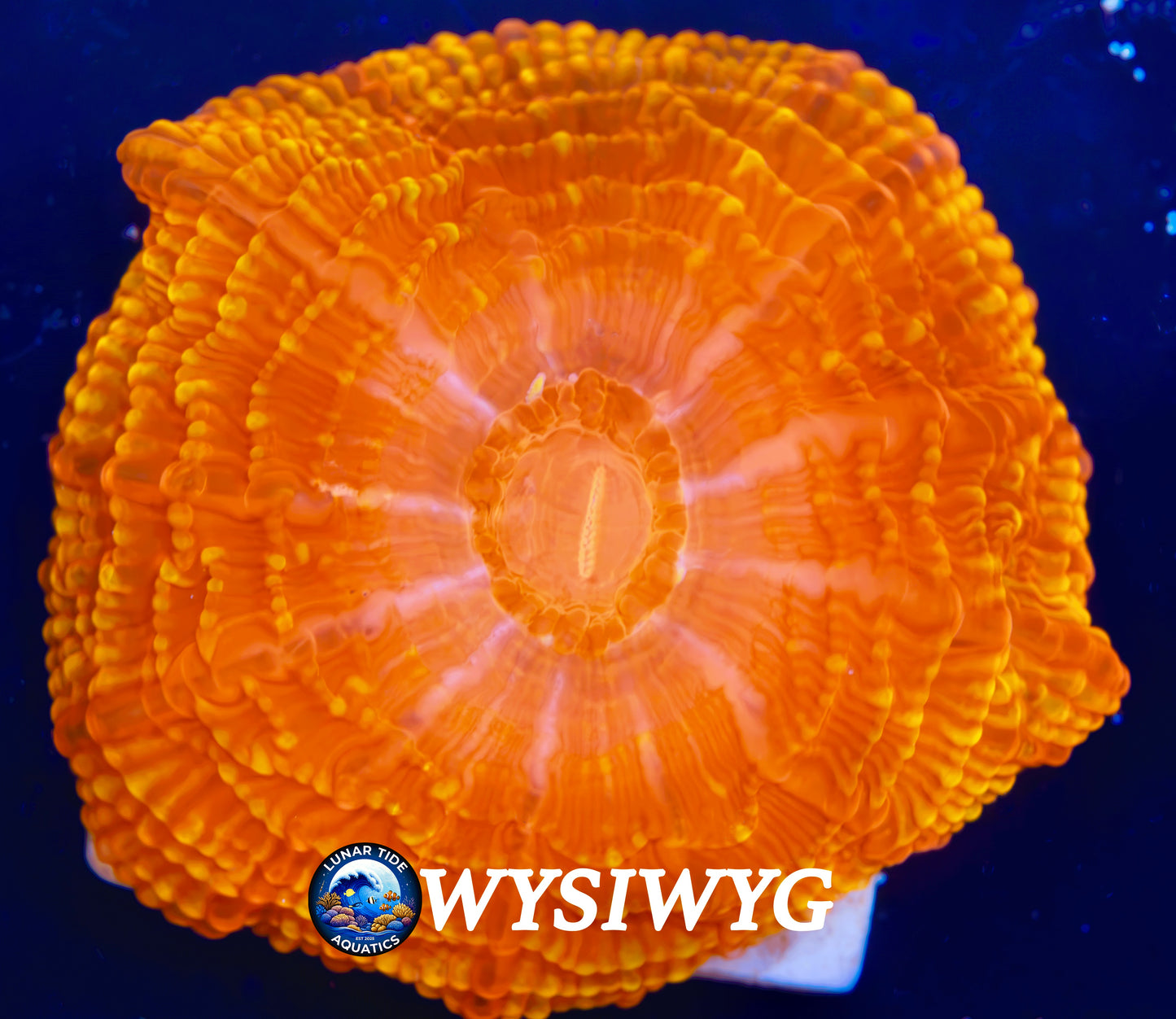 LTA Solar Storm Cynarina