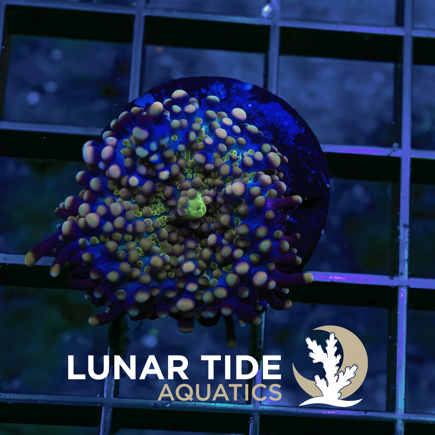 Galactic Ganja Mushroom coral