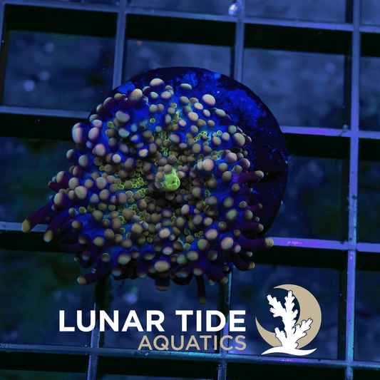 Galactic Ganja Mushroom coral