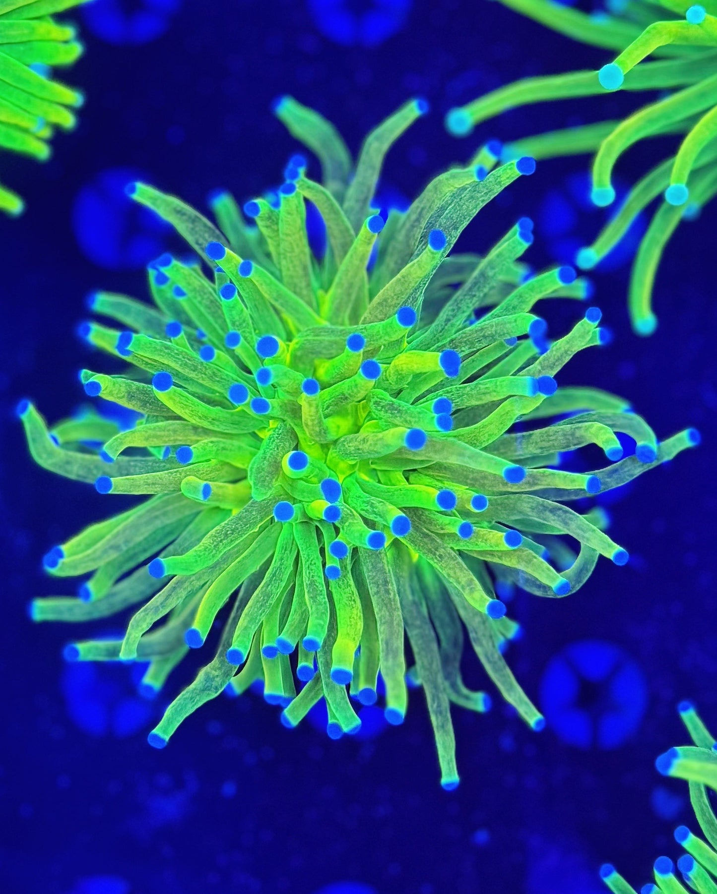 LTA Glitter Grail Torch - WYSIWYG #205