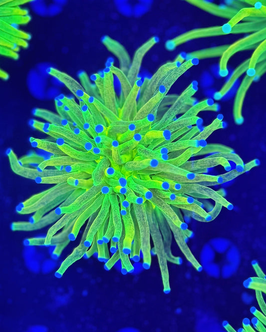 LTA Glitter Grail Torch - WYSIWYG #205