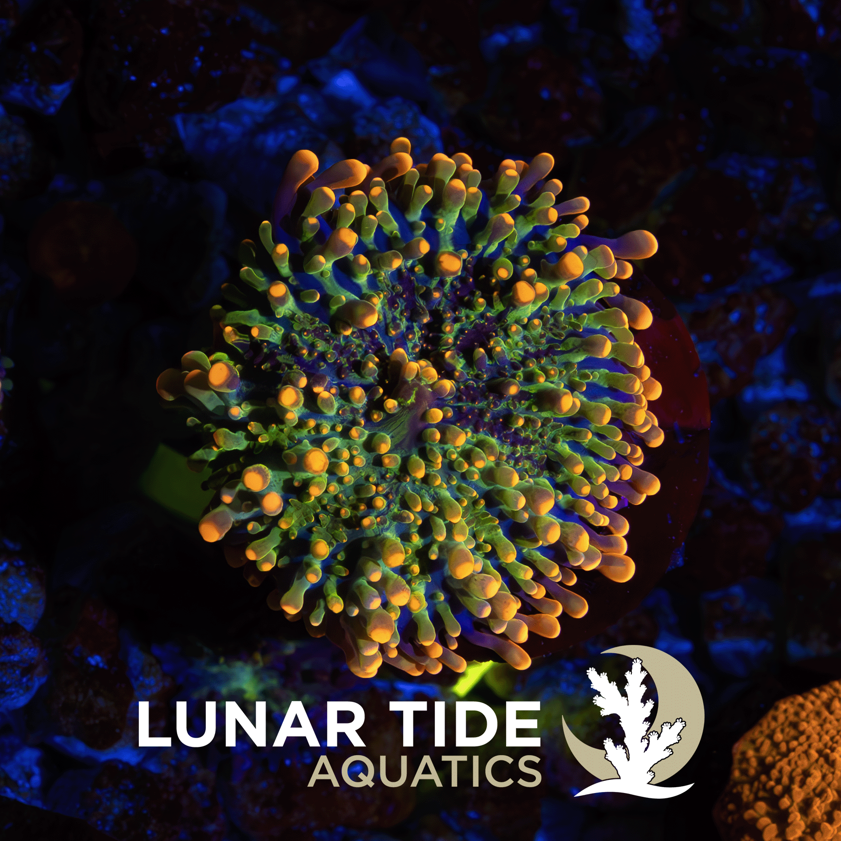 Godzilla Bounce Mushroom coral