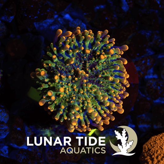Godzilla Bounce Mushroom coral
