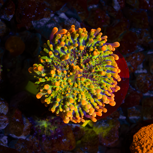 Godzilla Bounce Mushroom coral