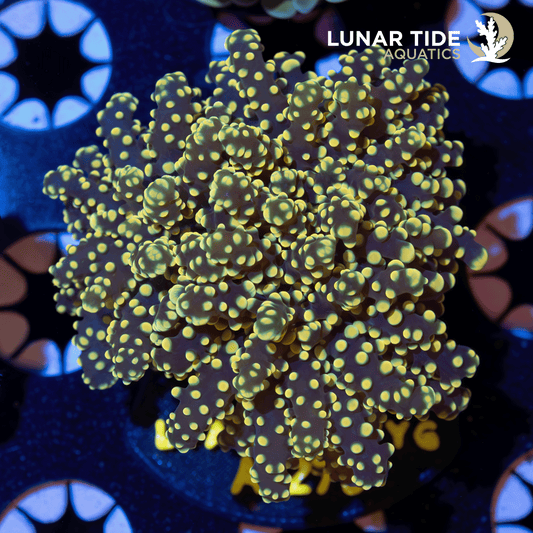 LTA Single Head Golden Glow Octospawn