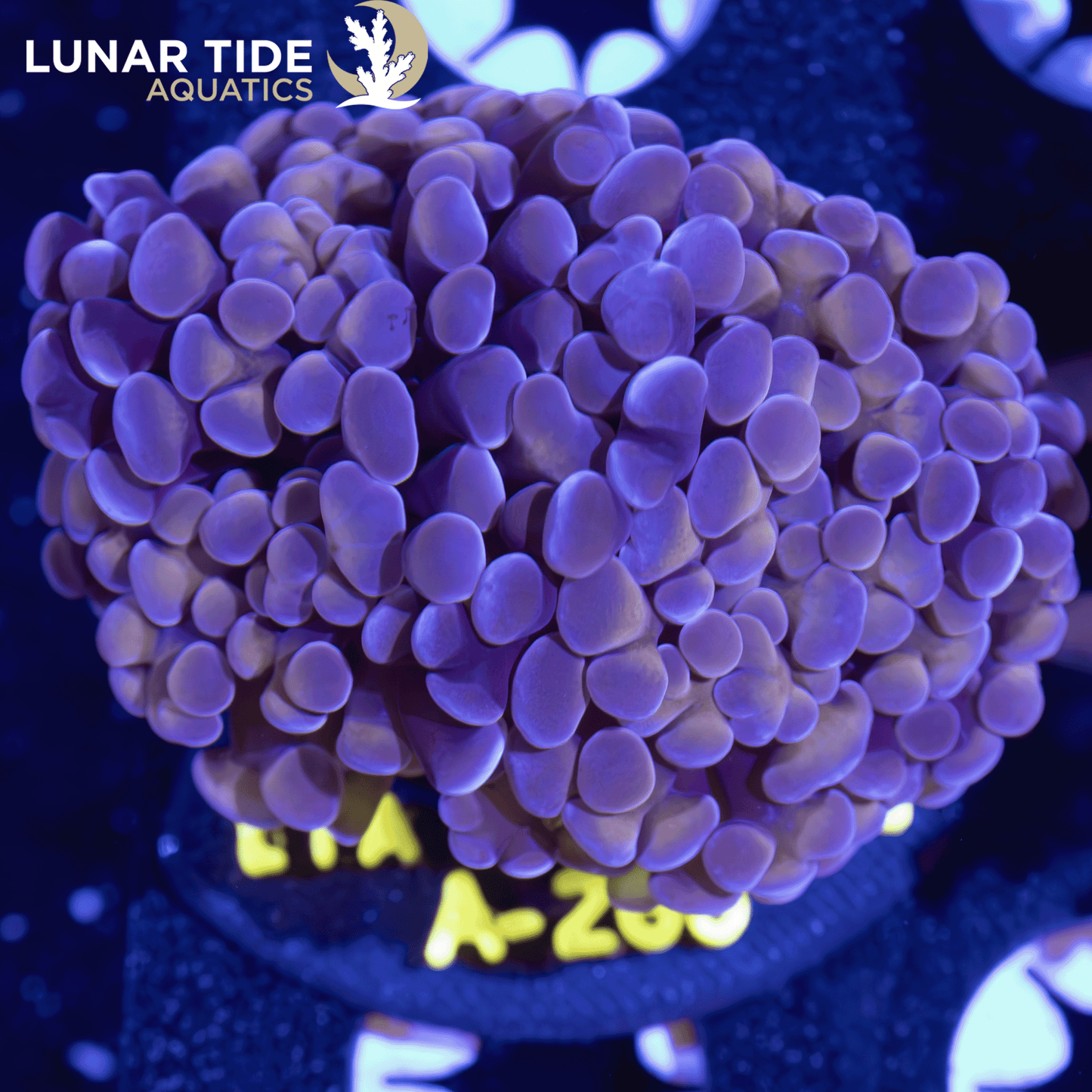 LTA Double Head Golden Grape Hammer