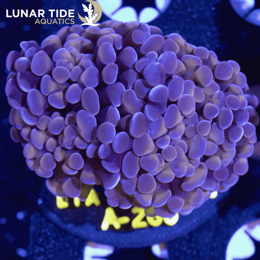 LTA Double Head Golden Grape Hammer