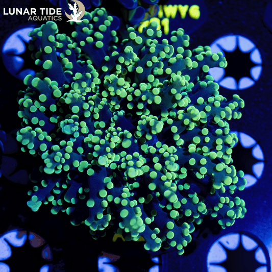 LTA Single Head Green Contraband Octospawn